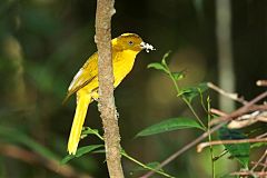 Golden Bowerbird